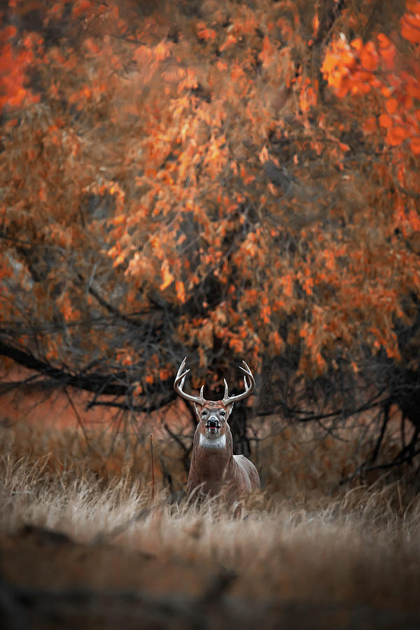 Big White-tailed Buck Photograph by Christopher Thomas