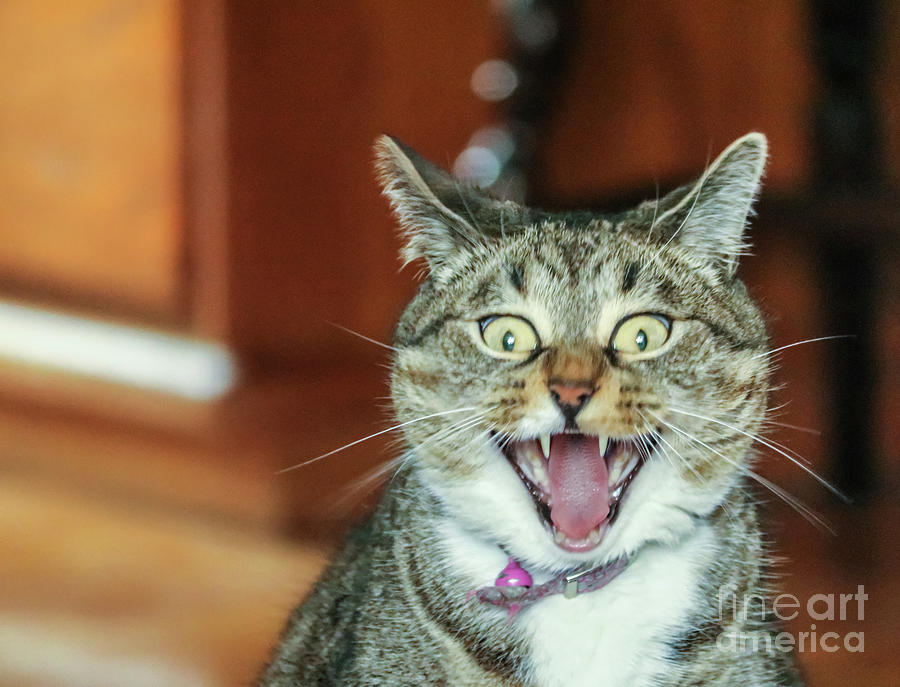 Big yawn Photograph by Claudia M Photography - Pixels