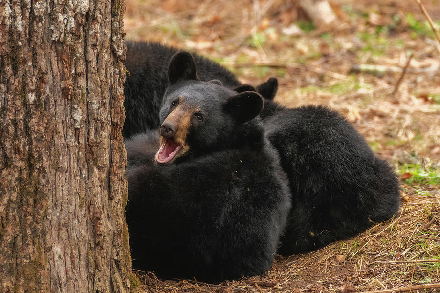 Big Yawn from a Black Bear Cub Photograph by Robert J Wagner