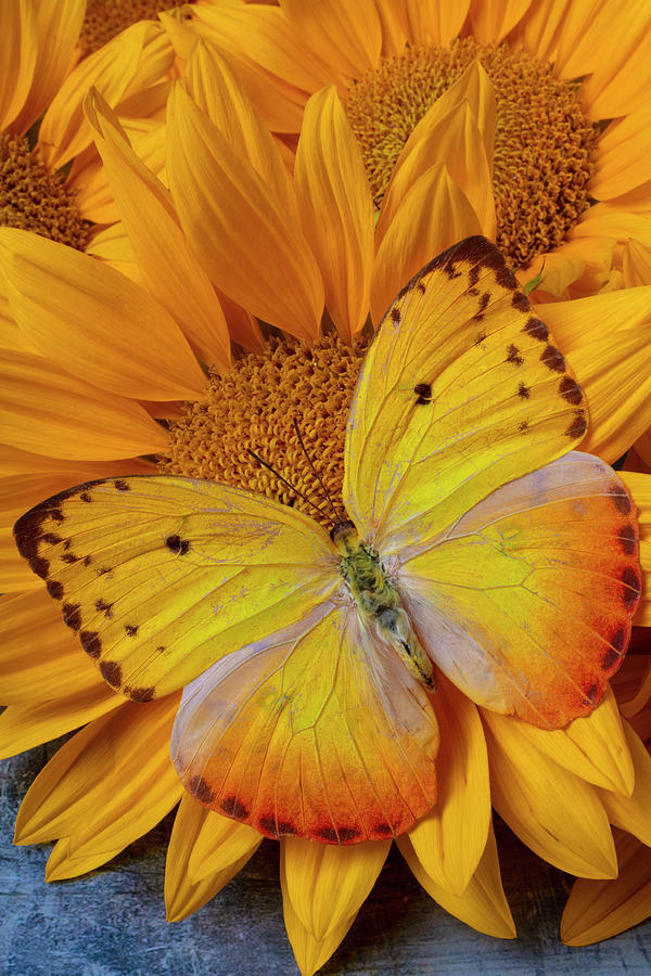 Butterfly Photograph - Big Yellow Butterfly On Sunflowers by Garry Gay