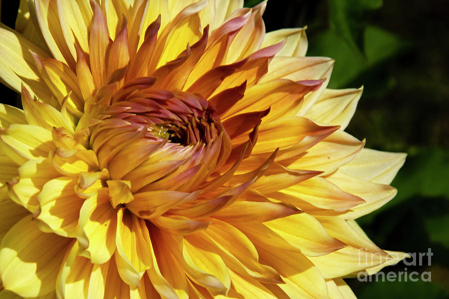 Big Yellow Dahlia Photograph by Deborah Bowie - Fine Art America