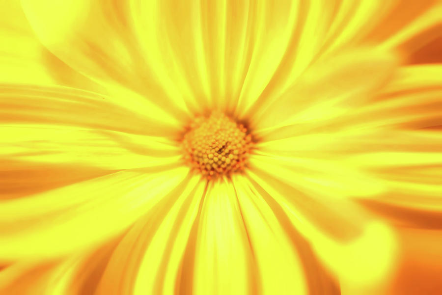 Big Yellow Flower Photograph by Debra Kewley