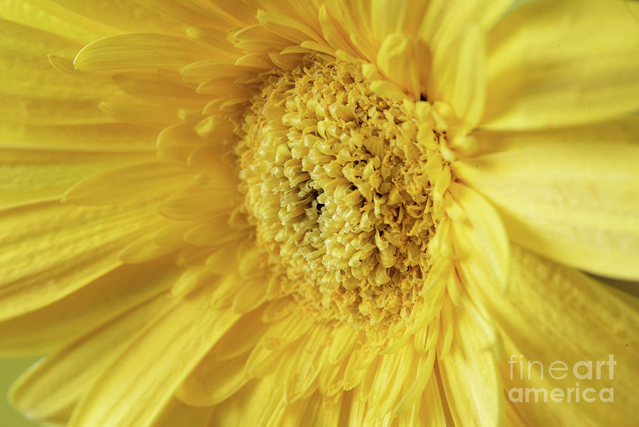 Flowers Still Life Photograph - Big Yellow by Nancy Gleason