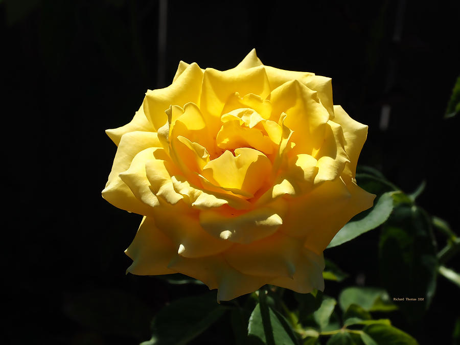 Big Yellow Rose Photograph by Richard Thomas