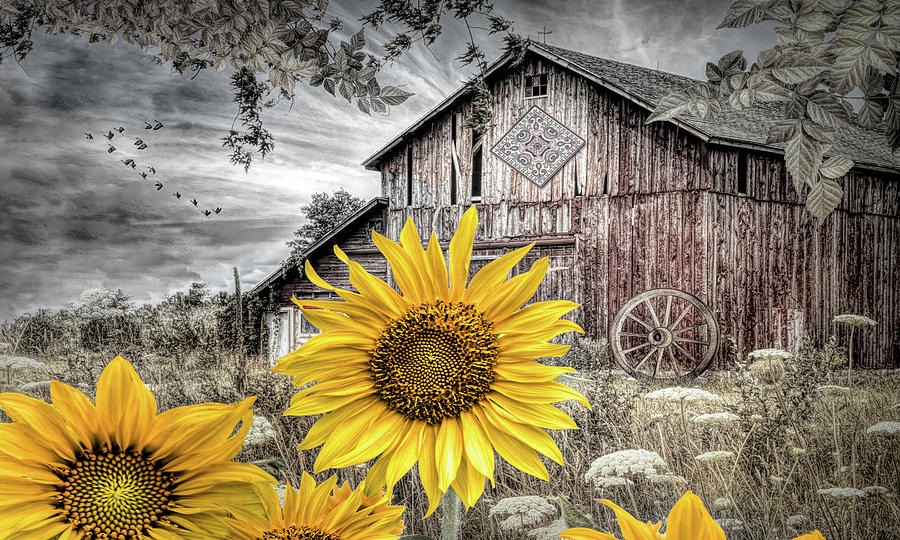Big Yellow Sunflowers Old Barn II Photograph by Debra and Dave Vanderlaan