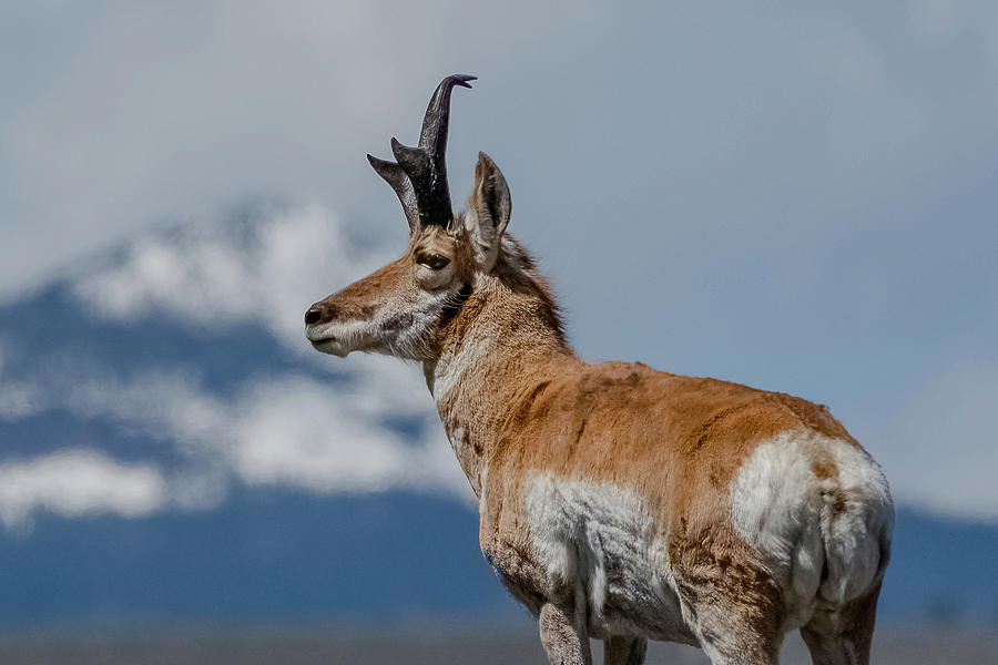 Big Yellowstone Pronghorn Buck Photograph by Yeates Photography | Fine ...