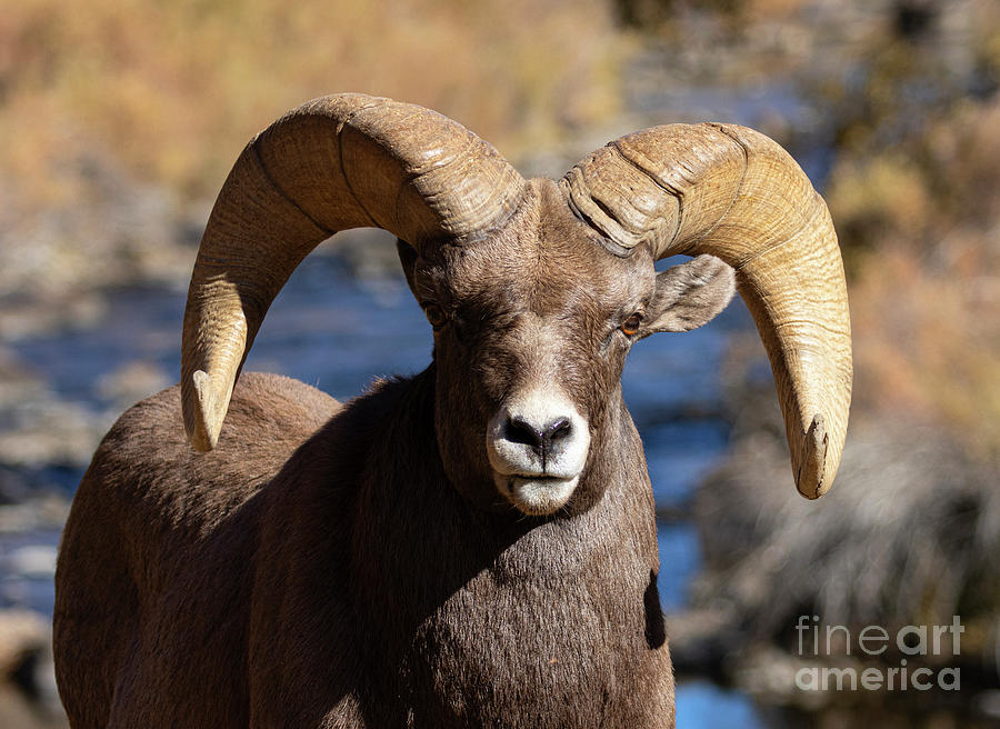 Bighorn By the River Photograph by Steven Krull