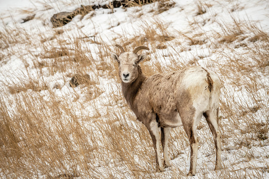 Bighorn Female Sheep Photograph