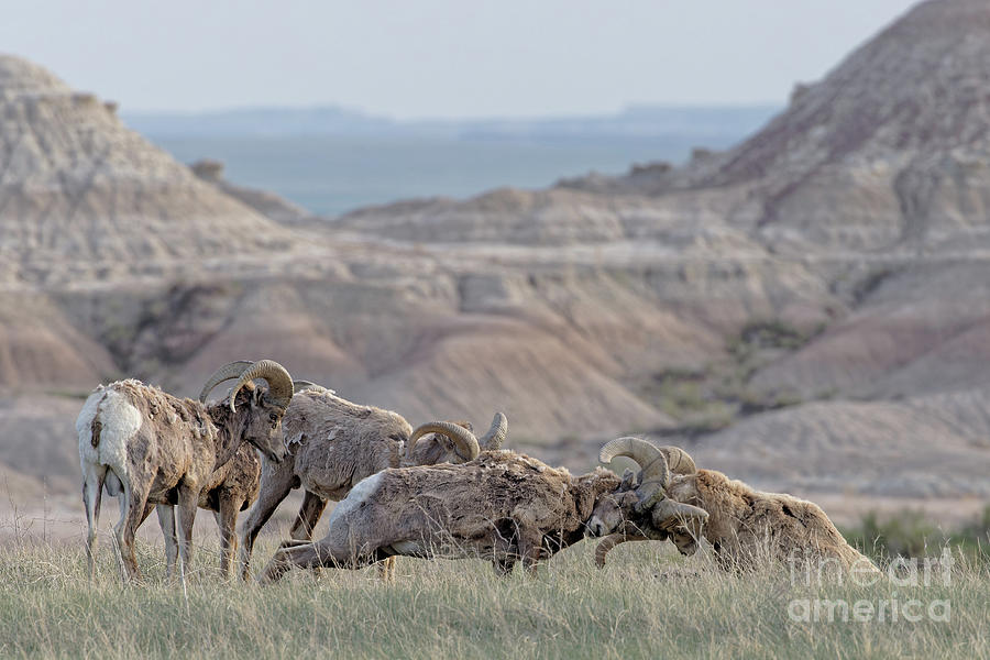 Bighorn Impact Photograph by Natural Focal Point Photography