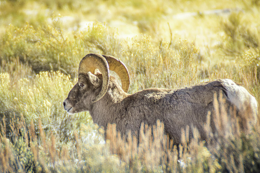 Bighorn in afternoon glow Photograph by Ed Stokes
