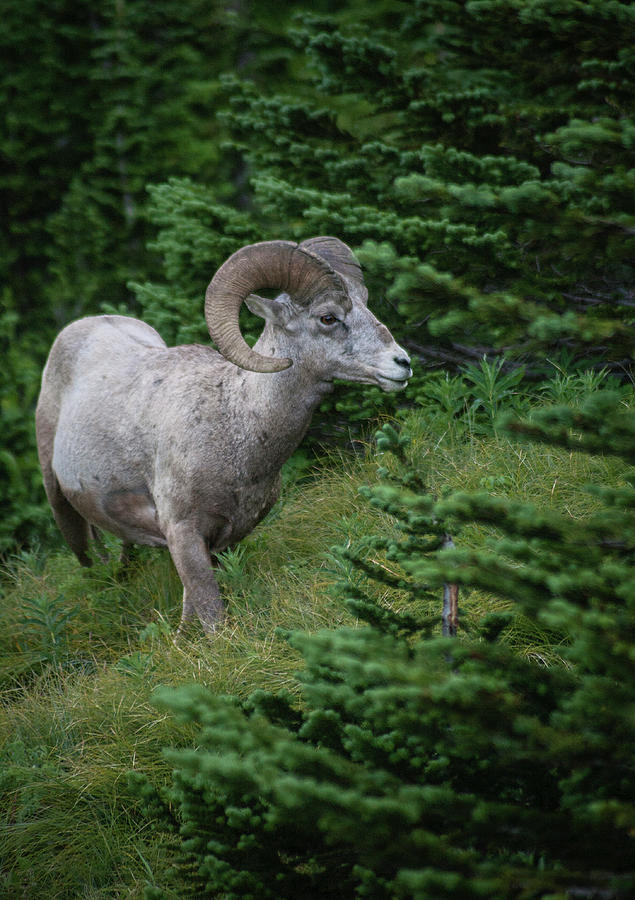 Bighorn  Photograph by Morris McClung