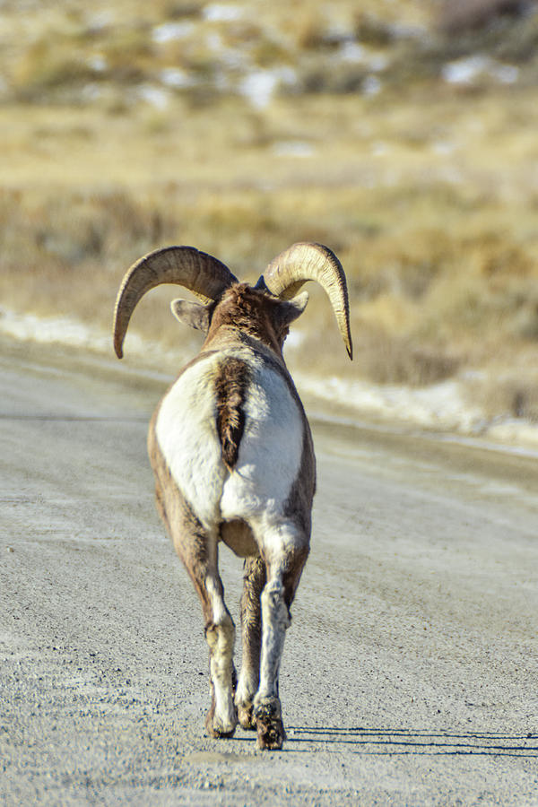 Bighorn on the Road Photograph by Ed Stokes