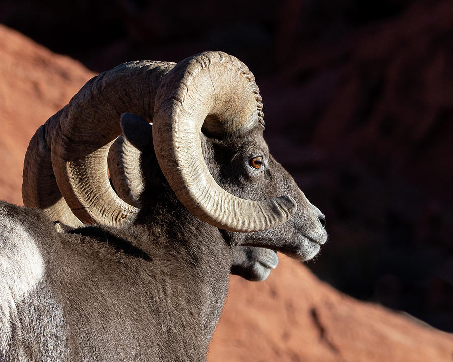 Bighorn Portrait 3 Photograph by Mary Hone