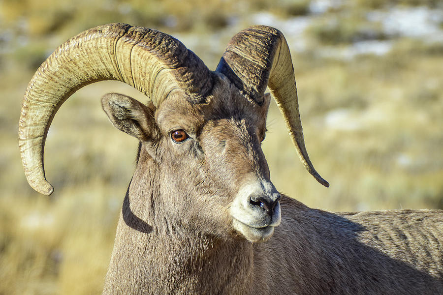 Bighorn profile Photograph by Ed Stokes - Fine Art America