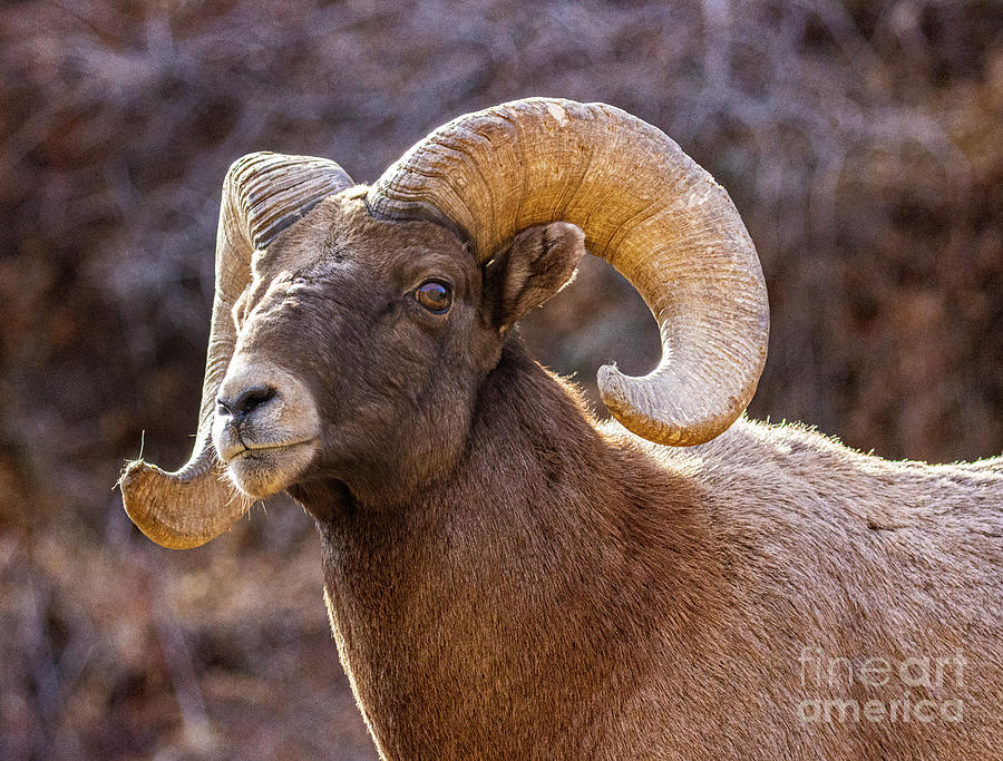 Bighorn Profile in Waterton Photograph by Steven Krull