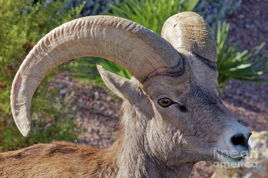 Bighorn Profile Photograph by Natural Focal Point Photography