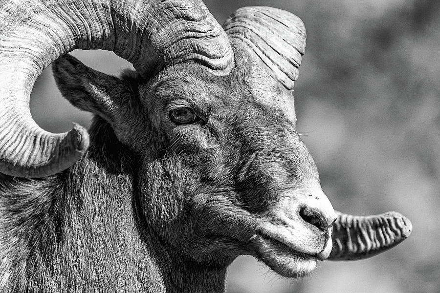 Bighorn Ram Black and White Close Up Photograph by Tony Hake