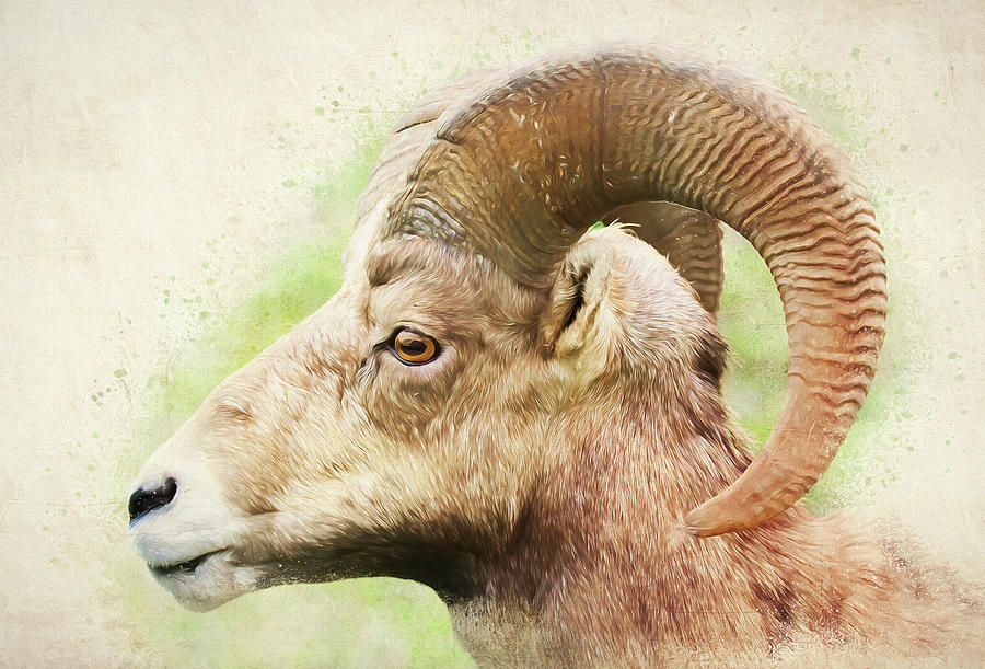 Bighorn Ram Head Painting Mixed Media by Dan Sproul