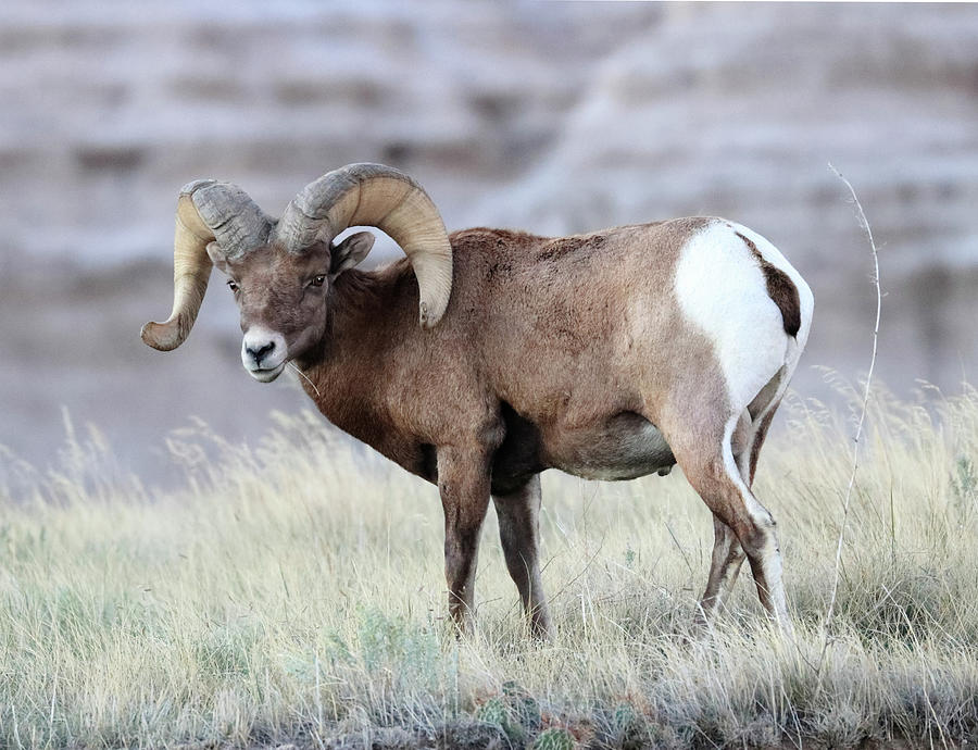 Bighorn Ram In The Grass Photograph by Shane Bechler
