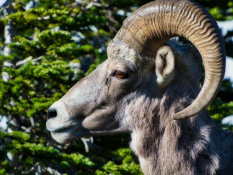 Bighorn Ram Photograph by Judy Cuddehe