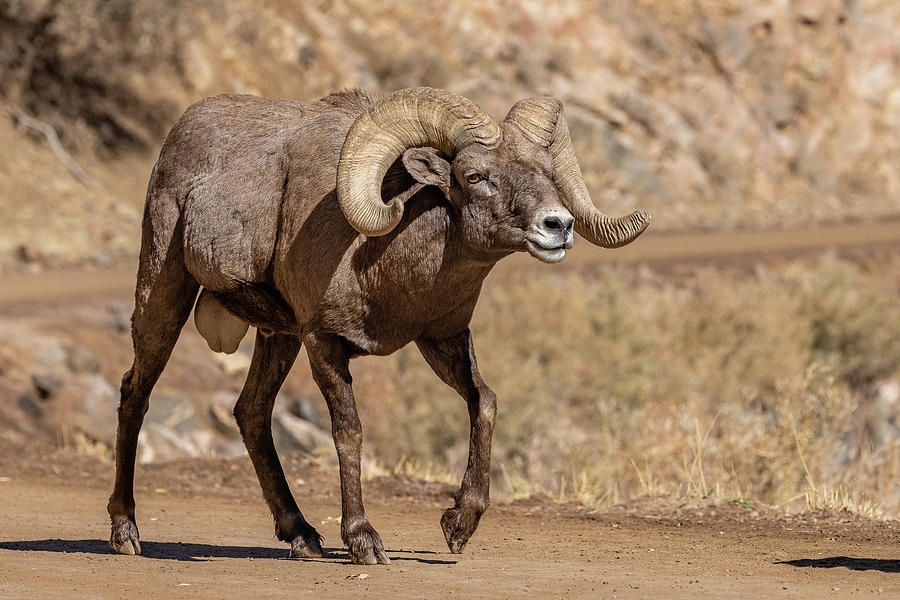 Bighorn Ram Looking for Love Photograph by Tony Hake