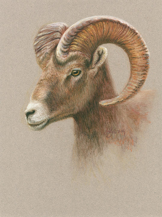 Bighorn Ram Drawing by Lori Wallace Lloyd - Fine Art America