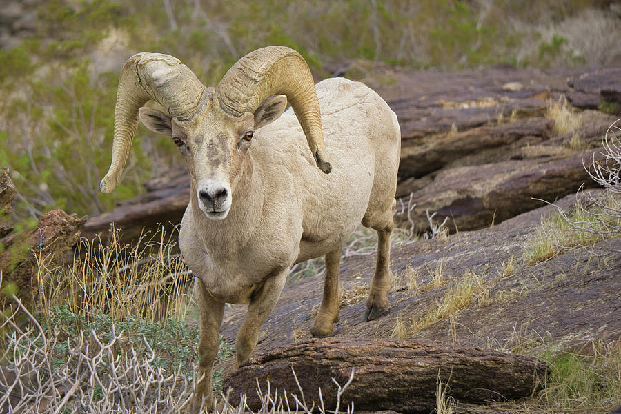 Bighorn Ram Palm Springs Photograph by William Gibson - Fine Art America