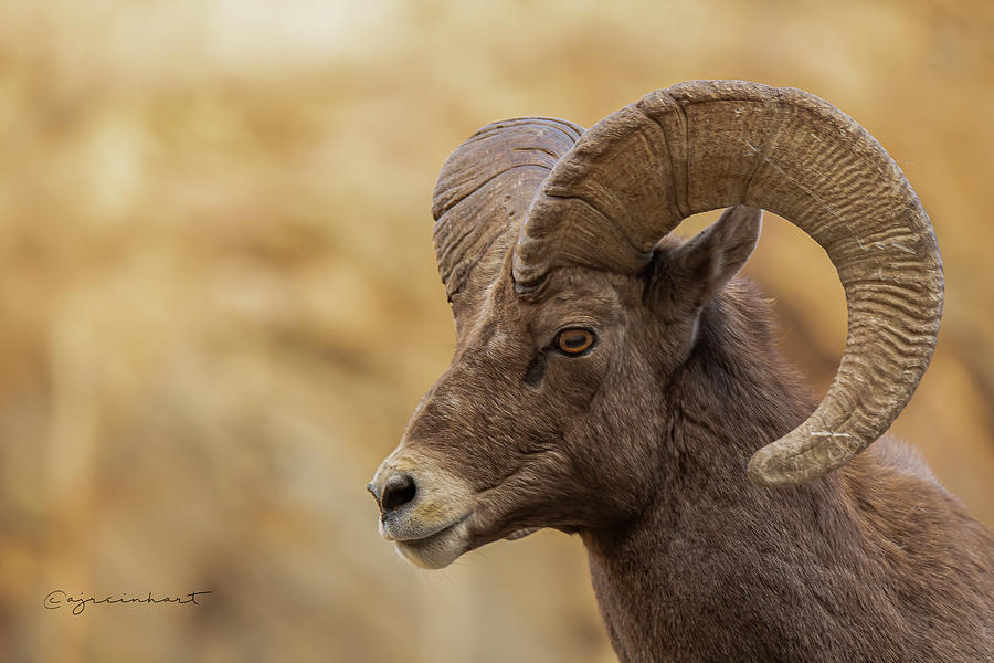 Bighorn Ram Portrait #8 Photograph By Aj Reinhart