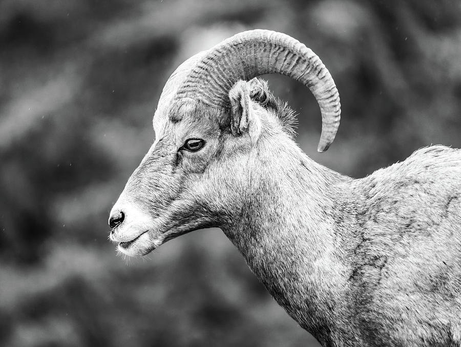 Bighorn Ram Portrait Black And White Photograph by Dan Sproul