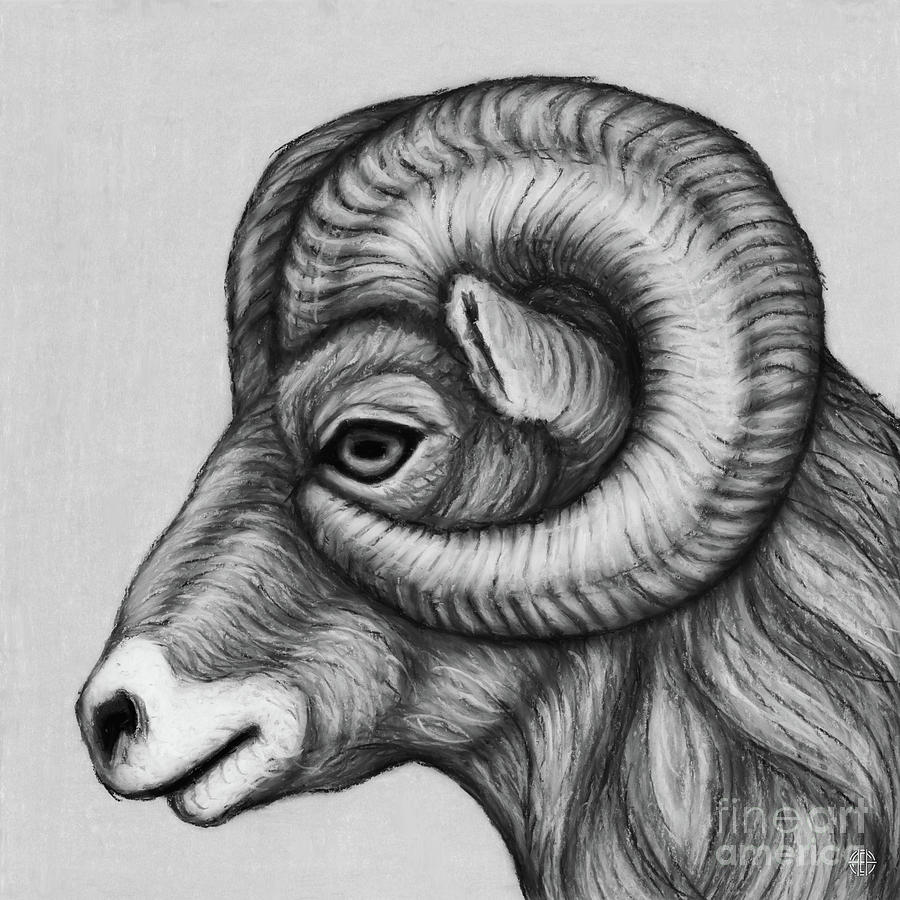 Bighorn Ram Profile. Black and White Drawing by Amy E Fraser
