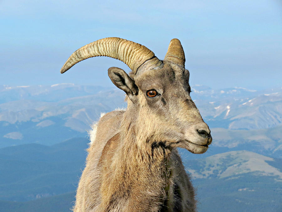 Bighorn Ram Sheep in Colorado Rocky Mountains Photograph by Sandra Leidholdt