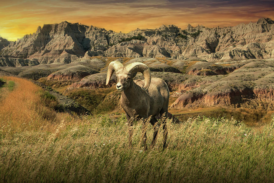 Bighorn Ram Sheep in the Badlands Photograph by Randall Nyhof