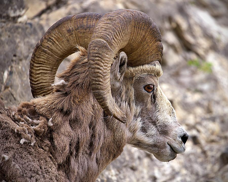 Bighorn Ram Photograph by Steven Caldwell - Fine Art America