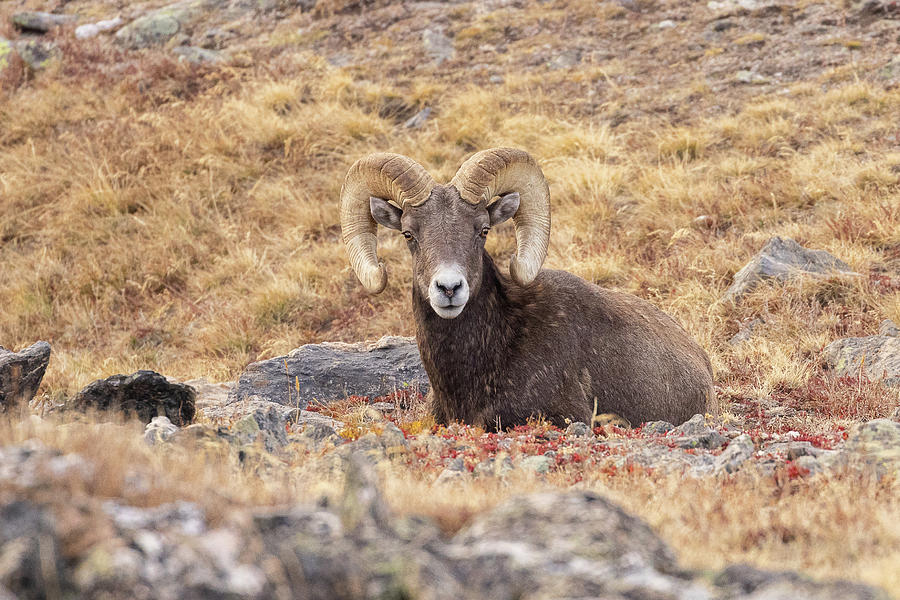 Bighorn Ram Takes a Break Above Timberline Photograph by Tony Hake
