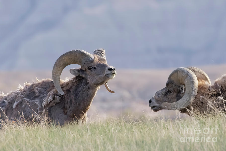 Bighorn Ram Talk Photograph by Natural Focal Point Photography
