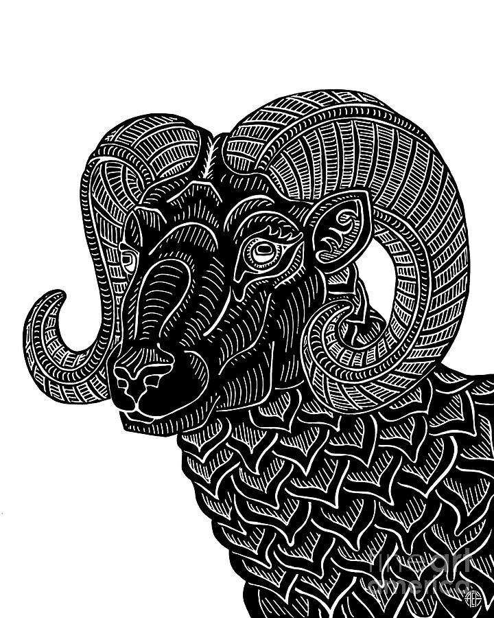 Bighorn Ram. Wild Animal Ink 14  Drawing by Amy E Fraser