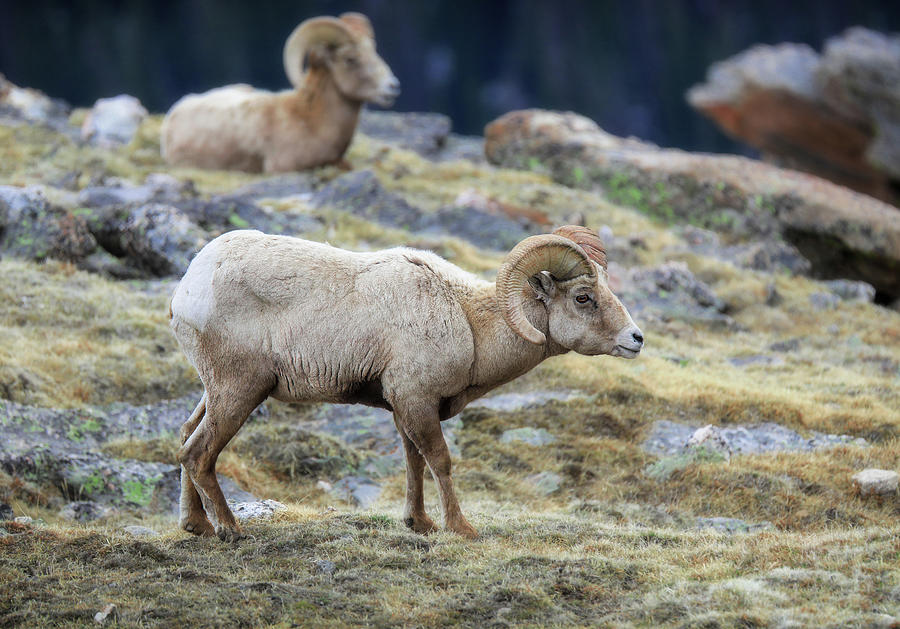 Bighorn Rams In Rocky Mountain National Park Photograph by Dan Sproul