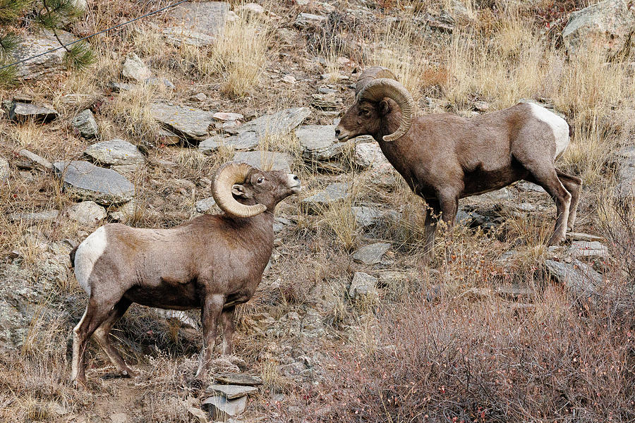 Bighorn Rams Size Each Other Up Photograph by Tony Hake - Fine Art America