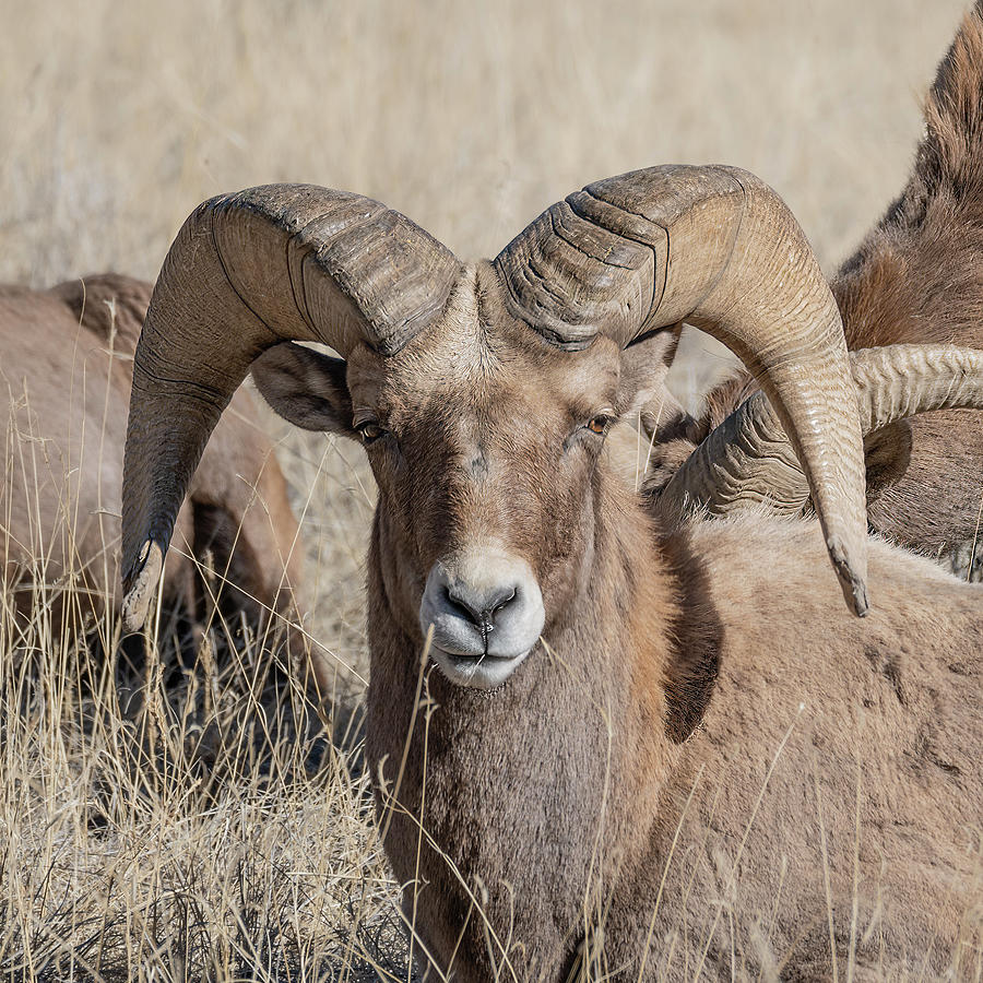 Bighorn Photograph by Robert Massey - Fine Art America