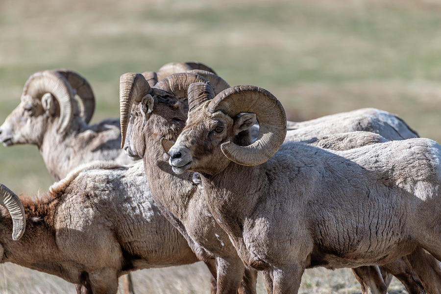 Rocky Mountain National Park Photograph - Bighorn Sheep 1 by Michael Putthoff