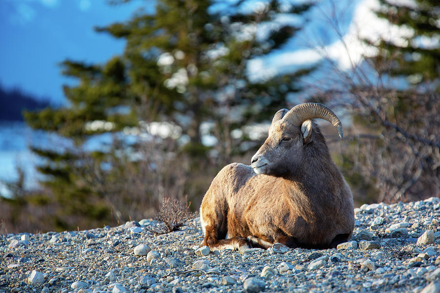 Bighorn Sheep - 2 Photograph by Alex Mironyuk