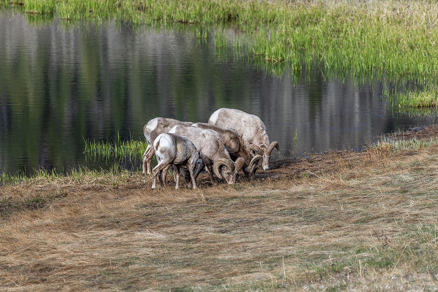 Rocky Mountain National Park Photograph - Bighorn Sheep 5 by Michael Putthoff