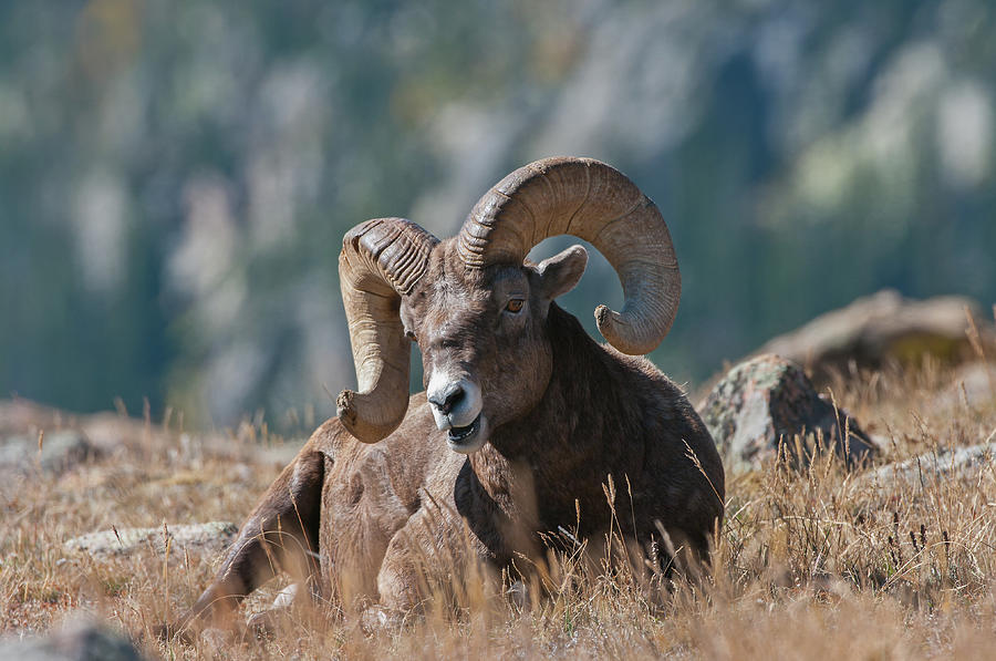 Bighorn Sheep - 7187 Photograph by Jerry Owens