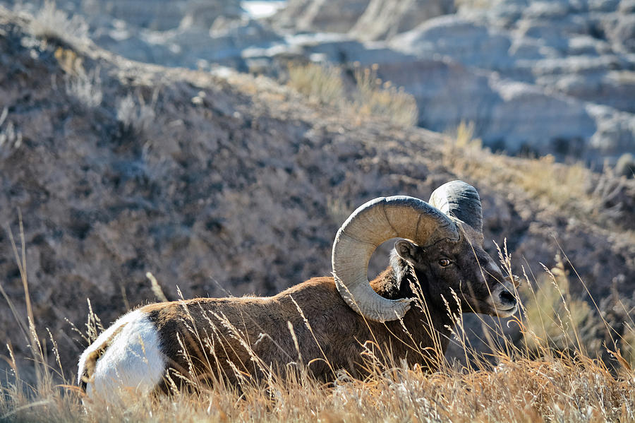 Bighorn Sheep Badlands Photograph by Kyle Hanson