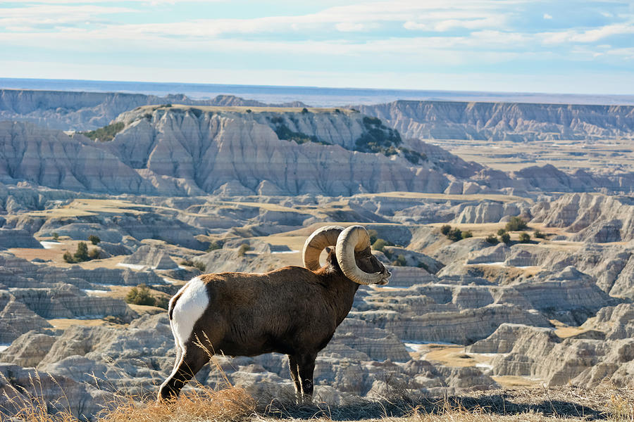 Bighorn Sheep Badlands South Dakota Photograph by Kyle Hanson Fine
