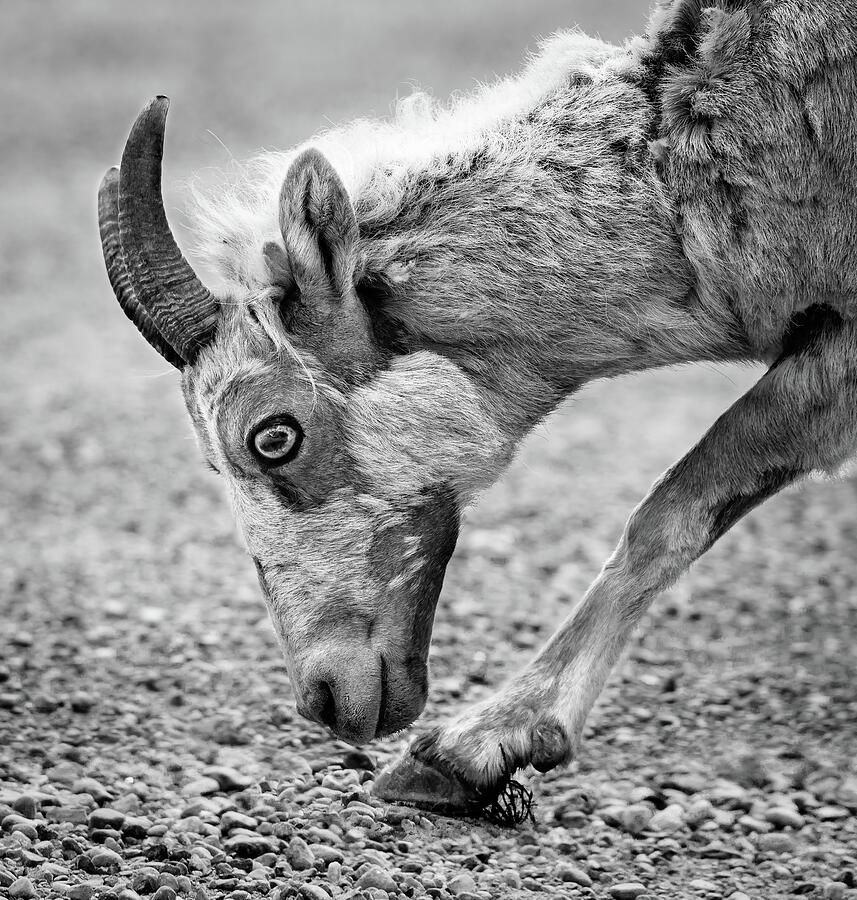 Bighorn Sheep Black and White Photograph by Tracy Munson
