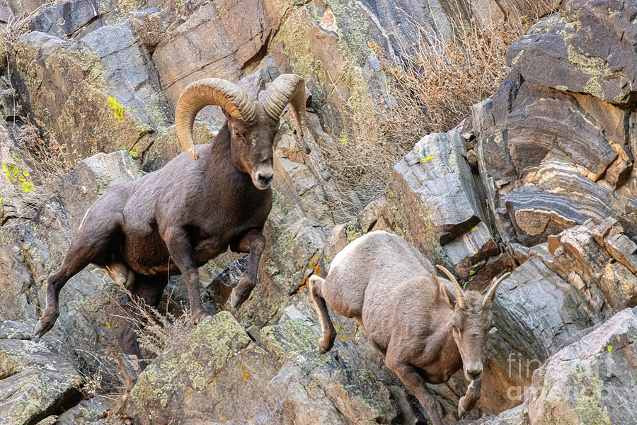 Bighorn Sheep Chase in Waterton Photograph by Steven Krull