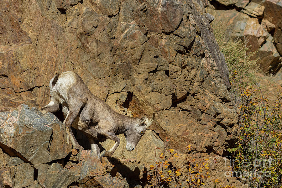 Bighorn Sheep Descent Photograph by Steven Krull Bighorn Sheep Descent Photograph by Steven Krull