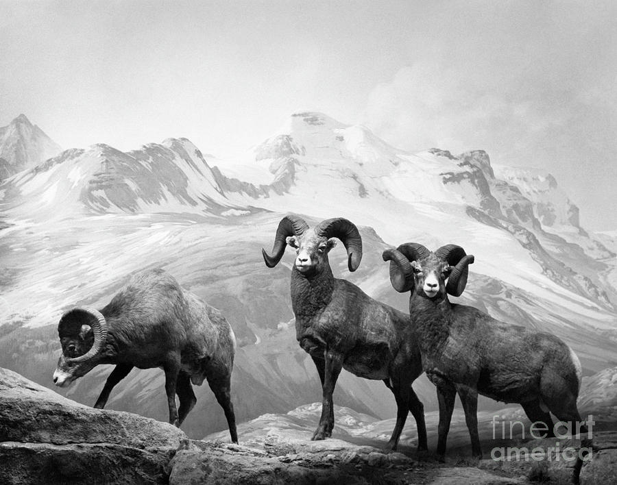 Bighorn Sheep Diorama Photograph by Angelo Rizzuto