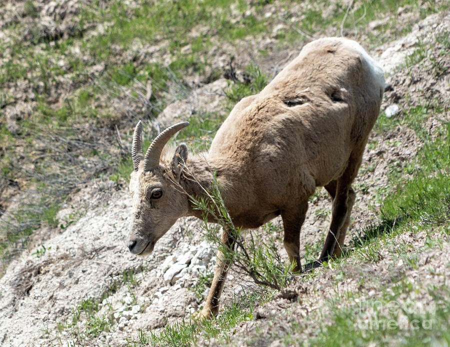 Bighorn Sheep Ewe Photograph by Cathy Donohoue